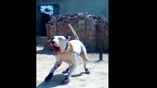 Bully Kutta Puppy Barking [upl. by Llerud]