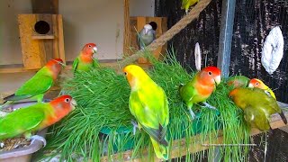 Lovebirds Roseicollis Aviary  August 8th 2021  Sunday Morning [upl. by Htebaile691]