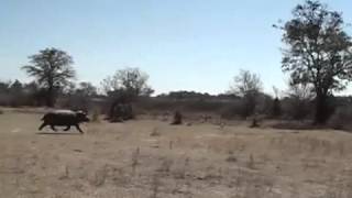 Hippo charges truck on safari [upl. by Anuaf]