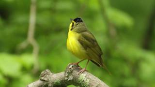 Kentucky Warbler Portrait [upl. by Sonafets489]