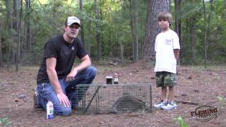 Raccoon Trapping Using A Live Animal Trap [upl. by Maidel]