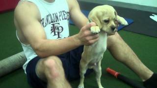 CresseyPerformancecom Soft Tissue Work and Scapular Stability for Puppies [upl. by Auhsuoj]