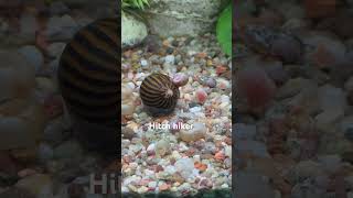 Ramshorn snail hitchhiking on a zebra nerite snail and slipping off [upl. by Kirred772]