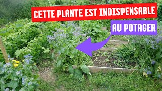 LA CONSOUDE UN ENGRAIS incroyablement efficace au potager [upl. by Southworth]