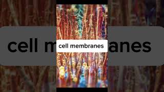 Cell membranes shorts viralshort viralvideo ytshorts shorts cell membrane [upl. by Okuy]