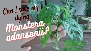 Propagating my dying Monstera adansonii with updates [upl. by Aner772]