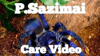 Pterinopelma Sazimai Care Video [upl. by Bellaude]