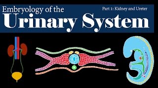 Embryology  Urinary System  Kidney and Ureter Part 1 [upl. by Creath]