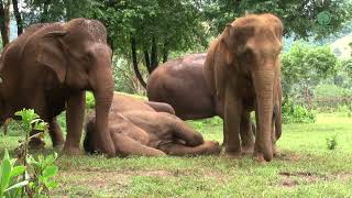 Sweet Dreams KhamLa’s Peaceful Afternoon Nap  ElephantNews [upl. by Ritch]