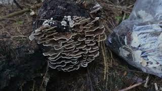 Medizinischer Pilz Turkytail Mushroom [upl. by Slemmer839]