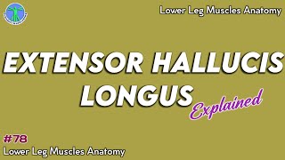 Extensor Hallucis Longus Muscle Origin Insertion Action  Anatomy Explained78 [upl. by Aehcsrop]