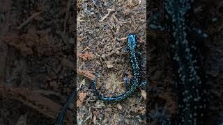 Kiamichi Slimy Salamander  2024 Year List [upl. by Publea]