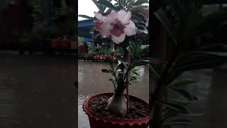 Lite rain amp Lite pink ADENIUM [upl. by Marlon581]