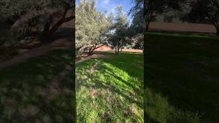 Wildlife wildlife nature trees oliveo maroc lives s [upl. by Teodora]