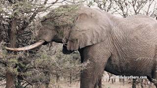 Impressive Big elephant breaks Marula tree to the ground to eat from its roots [upl. by Doralin155]