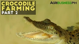 Crocodile Farming Part 2  Crocodile Farming Management  Agribusiness Philippines [upl. by Ntsuj460]