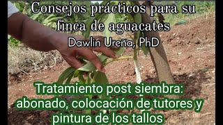 Cuidados de seguimiento a plantitas de aguacate sembradas en montículos Parte 3 [upl. by Bower721]