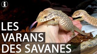 TUTO et PRESENTATION  varan des savanes Varanus exanthematicus [upl. by Esilec104]