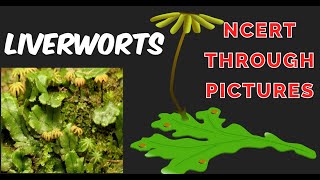 Plant kingdom03  LIVERWORTS Class 11CBSE NCERT  NEET  NCERT through pictures [upl. by Htes]