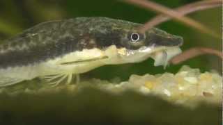 HD Otocinclus affinis  Golden otocinclus [upl. by Shanie419]