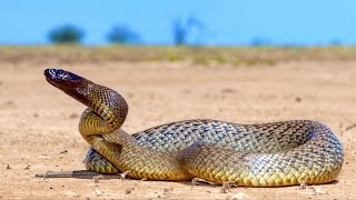 Hunting The Worlds Most VENOMOUS Snake Inland Taipan [upl. by Xino]