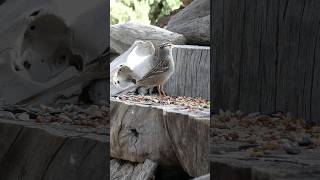 Whitecrowned Sparrow🐦Woodpile Snack whitecrownedsparrow [upl. by Luckett278]