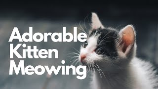 Kitten Meowing Sound Effect  10 Hours [upl. by Eetnod]