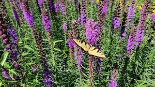 Liatris spicata Blazing Star [upl. by Lahsiv]