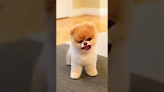 dhinka chika song funny trending dhinkachika doglover [upl. by Elin]