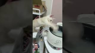 cat funny pets catspetsandanimals catee yutubeshorts duniakucinglucu [upl. by Enirhtac]