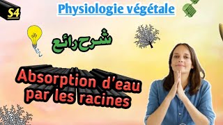 Physiologie végétale en Arabe Absorption de leau par les racines en Arabe SVI S4 [upl. by Khichabia]