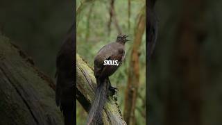 Lyrebirds Mimicking Artificial Sounds Unbelievable Accuracy [upl. by Tiffanle]