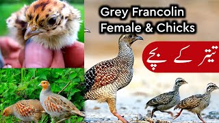 Cute Grey Francolin Chicks  Female Francolin  BeautifulFeathers [upl. by Jahdiel]