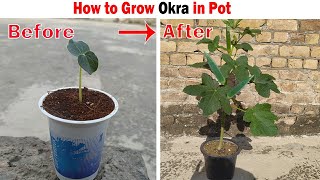 How to Grow Okra In Pots  Growing Okra at home very easy [upl. by Brechtel885]