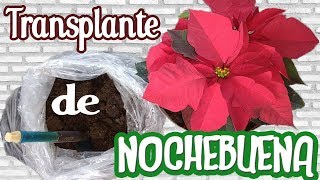 Como trasplantar Nochebuena Flor de pascua flor de navidad Euphorbia pulcherrima [upl. by Akerdnahs288]