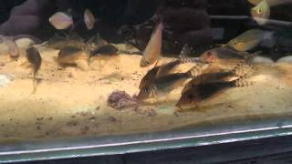 Corydoras Seussi in Pier Aquatics [upl. by Kcyred]