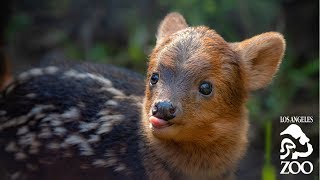 Meet Haechan the Pudu at the LA Zoo [upl. by Washington]