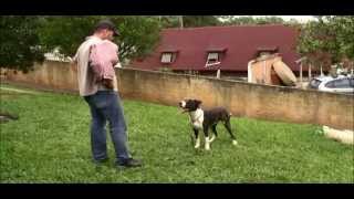 Canil Matilha de Ogros  Dogue Brasileiro  Xuli de Tasgard  Caça [upl. by Ahsocin]