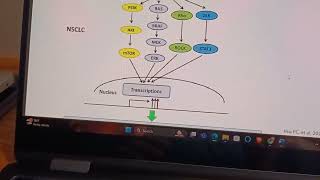 Cancer Bio ch4 growth factor signaling and Oncogenes [upl. by Ahsaei]