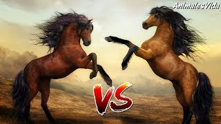 TOP 8 CABALLOS VS CABALLOS  HORSES VS HORSES [upl. by Bihas826]