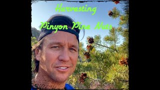 Harvesting Pinyon Pine Nuts [upl. by Lita]