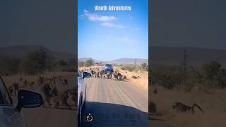 Baboon vs leopard  Baboons teach Leopard a lesson viral [upl. by Teeniv]