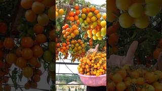 No need to spend money to buy seeds grow Tomatoes this way many fruits and high yieldsshort [upl. by Sire]