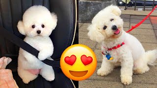 Bichon Frise — Cute And Adorable Videos And Tik Toks Compilation [upl. by Ahtilat]