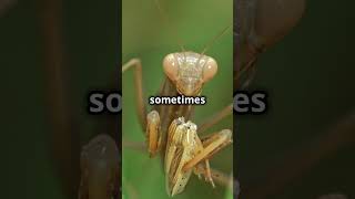 🦗Deadly Romance Praying Mantis Mating Ritual🦗 InsectWorld AnimalBehavior WildlifeFacts [upl. by Ahsikin]