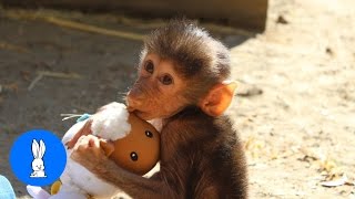 Adorable Baby Baboon Sooking  FUNNIEST Compilation [upl. by Ferretti65]