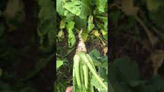 Which Brassica is Best  Renovo Seed [upl. by Xela636]