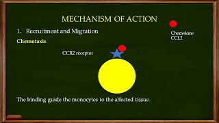 L46 The origin development and morphology of macrophages [upl. by Leith370]