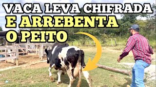 VACA LEVA CHIFRADA ARREBENTA VEIA DENTRO DO ÚBERE [upl. by Htrahddis]