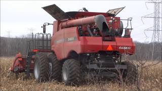 2009 Case Combine 7120 Corn Harvest [upl. by Utter]